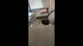 Dog Caught With Paw Print on Destroyed Couch