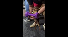 Chihuahua Is A Gym Rat