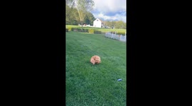 Somersaulting Golden Retriever