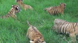 China: Lion, tiger cubs in Henan to make public debut during upcoming National Day holiday