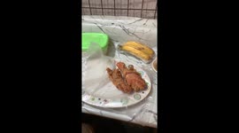 Cat Envies Fried Chicken