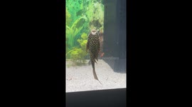 Pleco Fish Mimics Opera Singer