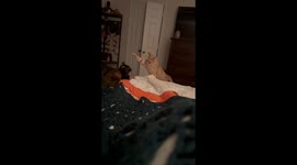 Gentle Baps Between Lazy Cats