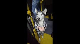 Only Crime Dante Committed Was Stealing Hearts