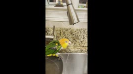 Caique Prefers Fresh Drinks