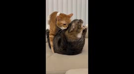 Vocal Cat Wrestling Match
