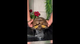 A 40 year old tortoise having a shower