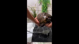 40 year old tortoise having a shower