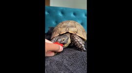 Tortoise eating a strawberry