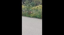 Japan: Wild Bear Spotted on Roadside in Southern Hokkaido