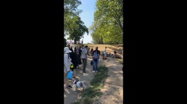 Tortoise draws a crowd in Hampstead Heath