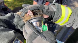 Firefighters revive rescued cat with emergency oxygen