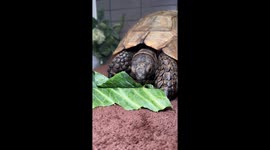 ASMR Tortoise Eating