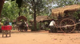 Tourists enjoy rides on carts pulled by buffaloes