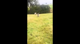 Rare Valais lamb “Little Love” wins hearts on TikTok — UK breeder’s video charms viewers