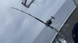 Angler catches huge 600lb tuna after hours at sea