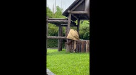 Adorable moment ape rushes through rain for an apple