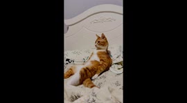 Cat sits like a human while staring at owner with disdain