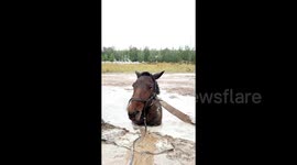 Firefighters' painstaking rescue of horse with hypothermia trapped in thick mud pit