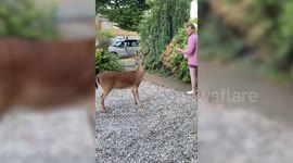 Herd of deer invade garden in scene straight out of a Disney film