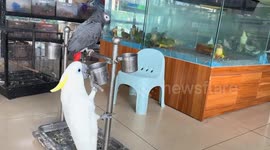 Playful parrots swing and chase on feeder in Jiangsu, China