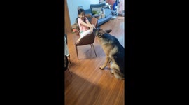 Strong shepherd pulls girl on chair in Jilin, China