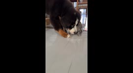 Dog playfully holds cat in Liaoning, China