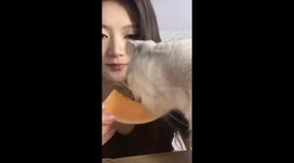 Cat enjoys melon in Tianjin, China