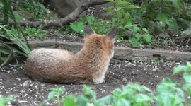Red Fox Vulpes vulpes vixen grooming a dog fox in an urban garden Part 2.