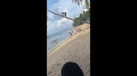 Alleged drunk man falls from palm tree in Petit Trou — Onlookers watch in shock