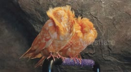 Rare Orange Frilled Canaries Display Unique Feathers