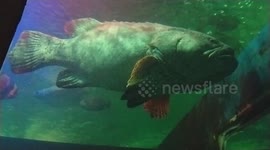 Huge Grouper Impresses Onlookers in Aquarium Display