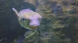 Unusual Porcupinefish With Big Eyes and Spotted Body