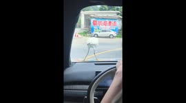 Crane hitchhikes on car hood in Hunan, China