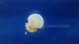 Graceful Spotted Jellyfish Drifts in Aquarium