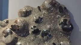 Stunning Giant Fossil Rock Shows Spiraled Ammonites