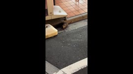 Rats wrestle on the street in Tokyo, Japan