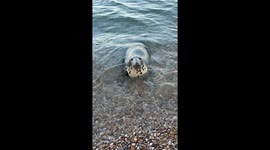 seal stops to say hello on the beach in Devon