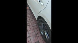 Several cats found hiding under car hood in Anhui, China
