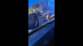 Penguin Finds a New Best Friend
