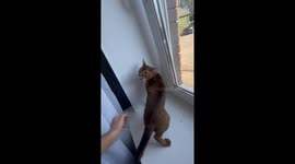 Angry cat lashes out at owner in Yaroslavl, Russia