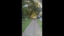 Monkeys rush to grab banana from woman in Villavicencio, Colombia