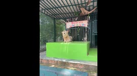 Lion lets out powerful roar at Hua Hin Safari & Adventure Park in Thap Tai, Thailand