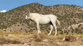 A beautiful wild stallion overlooking his herd in the Great Basin desert of Utah.