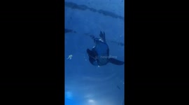 Adorable Penguin Scratches Itself with Beak from Above Tunnel