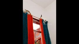 Mischievous cats turn curtains into playground in Shaanxi, China