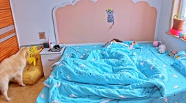 Dog and cats act as alarm clock in Heilongjiang, China