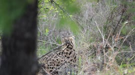 Kruger's Hidden Predator: Serval Cat Shows Off Mouse-Hunting Skills