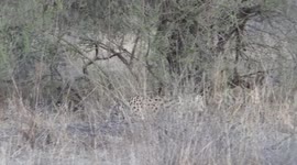 Serval cat almost not spotted during our Safari because it blends in so well