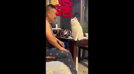 Smart cat claps paws with owner in Shaanxi, China